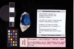 NHMW-GEO-2007z0149-0004_Ol_02.tifProsopon verrucosum (Reuss, 1858)  (NHMW-GEO-2007z0149-0004)